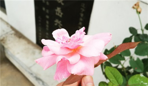抗日小英雄王二小墓地現(xiàn)狀，葬于犧牲處，兒時(shí)玩伴為其守墓59年676-骨灰墓園